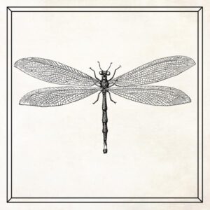 Read more about the article Dragonfly Wall Art, Large Insect Art, Gift for Entomologist – Personalized for Simon J.